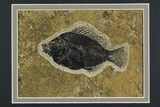 Framed Fossil Fish (Cockerellites) - Wyoming #144131-2